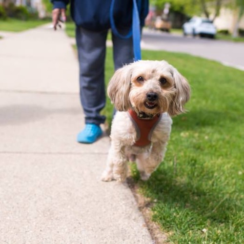 a man walking his dog on a leash