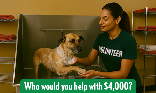 A Volunteer gives a dog a bath at a shelter.